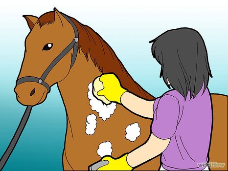 How To Groom A Horse For Show With Pictures Wikihow