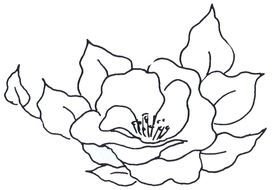 Black and white drawing of the rose clipart