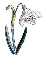 Spring Flowers drawing