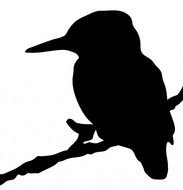 Kingfisher Bird Silhouette Free Stock Photo Public Domain