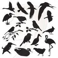 Bird Silhouette Birds Digital