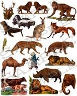 Wild Animal Mask Template