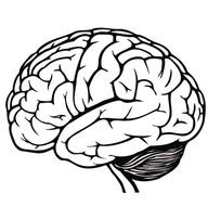 11 Brain Line Drawing Frees That You Can Download To