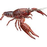 Red Swamp Crawfish Louisiana Crayfish Graphics Free