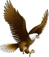 Download Png Image Eagle With Transparency Free