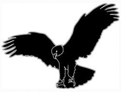 black eagle in flight as a picture for clipart