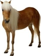 brown horse with a white mane on a white background