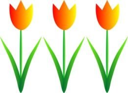 drawing three tulips