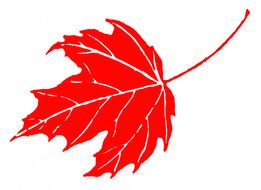 painted red maple leaf with white veins