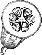 pumpkin with seed drawing