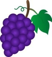 picture of purple grapes with green leaves