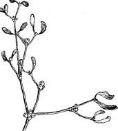 plant with branches as black and white illustration