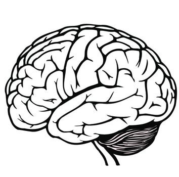 11 Brain Line Drawing Frees That You Can Download To