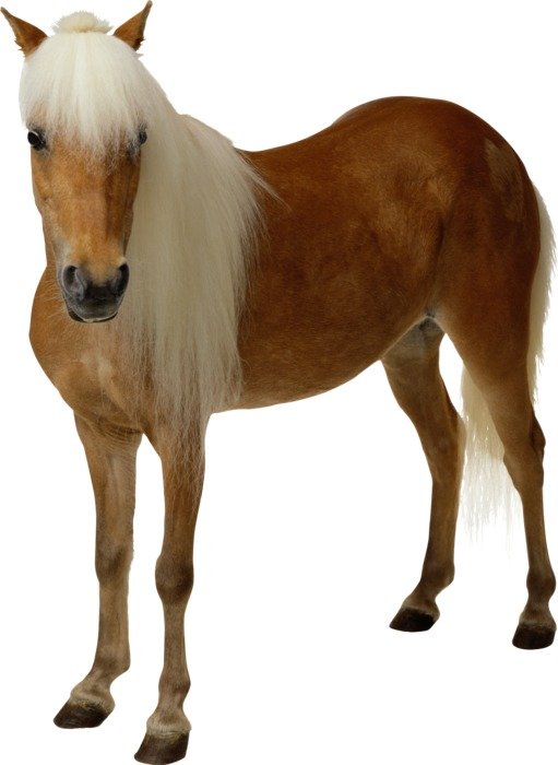 brown horse with a white mane on a white background