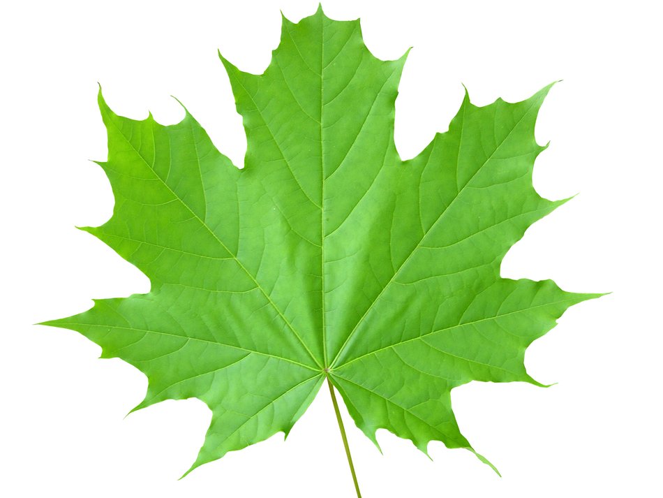 maple green drawing