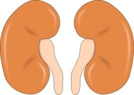 Kidneys