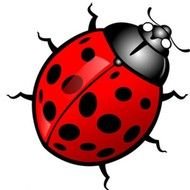 Dessin En Couleurs &amp;224 Imprimer Animaux Insectes Coccinelle
