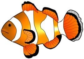 orange cown fish drawing