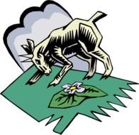 Goat drawing