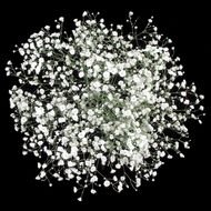 Carnations &ndash; Although They Get A Bad Wrap Because Of Their Low Cost