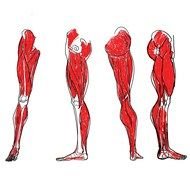 Clipart of man's leg muscles