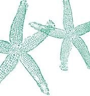 Blue Starfish Drawing