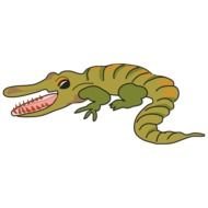 Baby Alligator Images And Graphics Animals