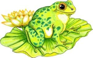 cute fog on leaf of water lily