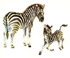 two zebras as a picture for clipart