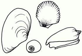 various shells