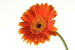 orange gerbera on a white background