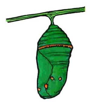 Chrysalis It To Undergo Important