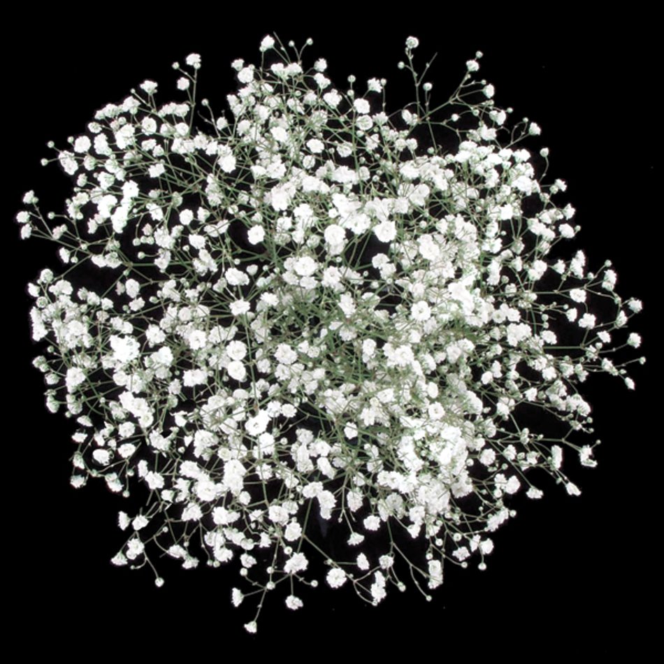 Carnations &ndash; Although They Get A Bad Wrap Because Of Their Low Cost