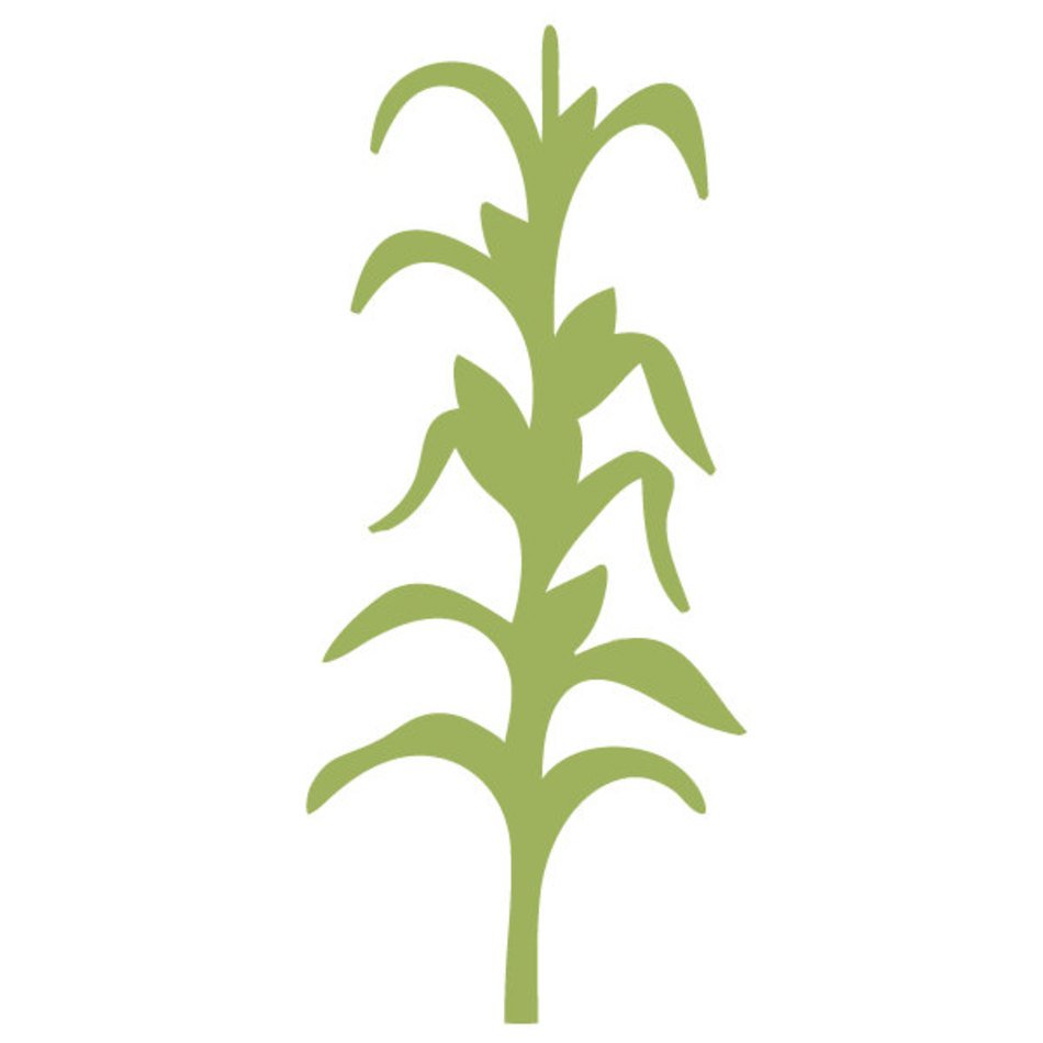 Black And White Corn Stalk Cornstalk Wall Stencil For