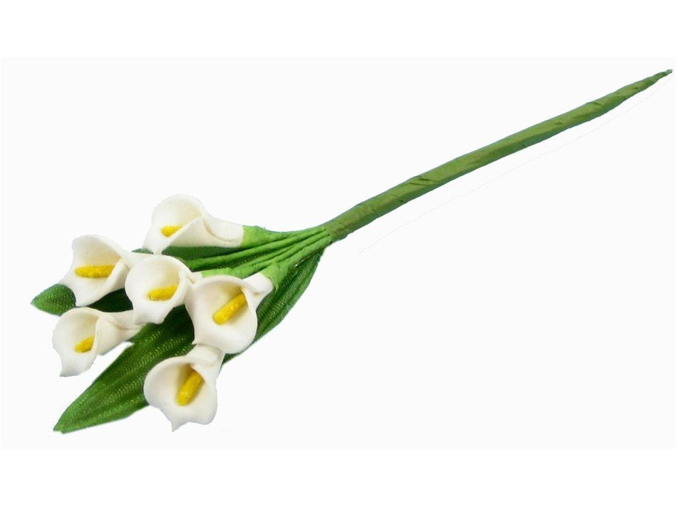 Mexican Calla Lily drawing
