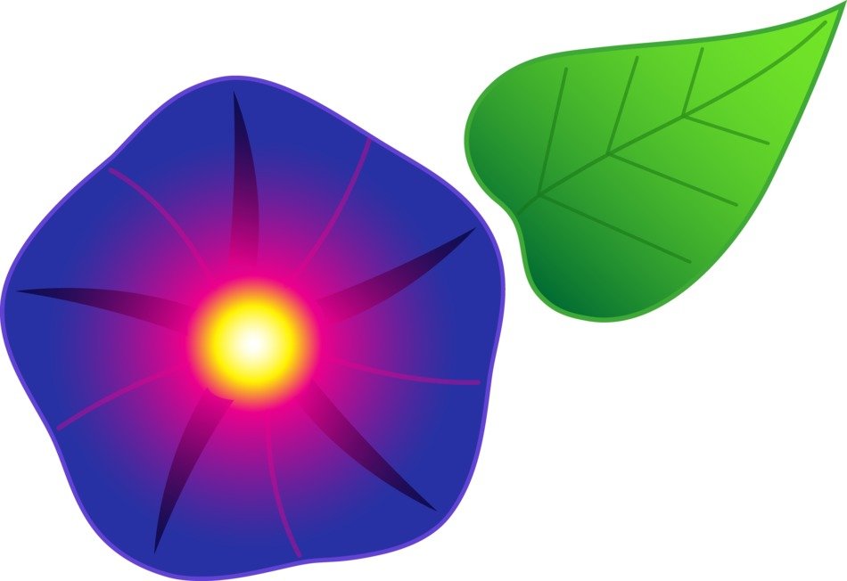 drawing of blue and yellow Glory Flower and green leaf