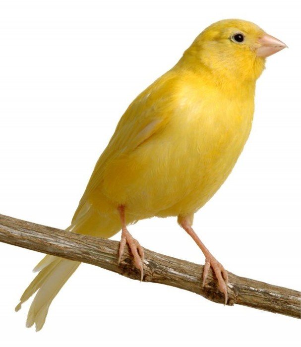 Canary Informations Pictures Birds Gallery clipart