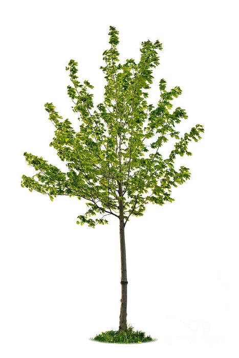 green young tree on a white background