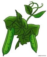 Parts Of Animal And Plant Cells Hotlist