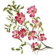 clipart of the pink flowers on a branches