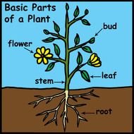plant in detail as a picture for clipart