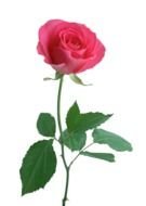 Clip art of the pink flower