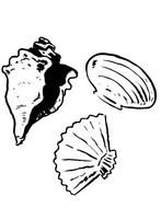 Seashell A Conch Clam And Scallop Coloring Page