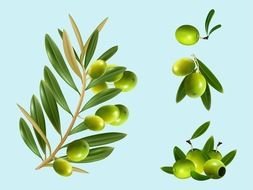 Olives drawing