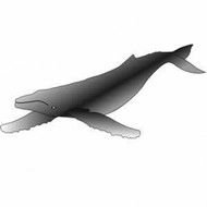 Humpback Whale Silhouette Gray 3