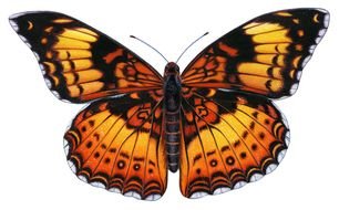 striped butterfly on a white background