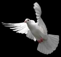 Clip art of the flying dove