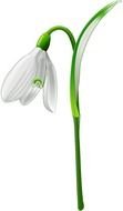 Snowdrop Galanthus drawing