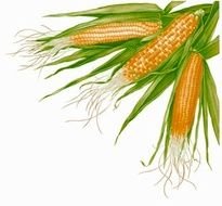 Clipart of Corn On The Cob