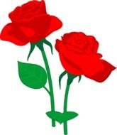 isolated two red roses